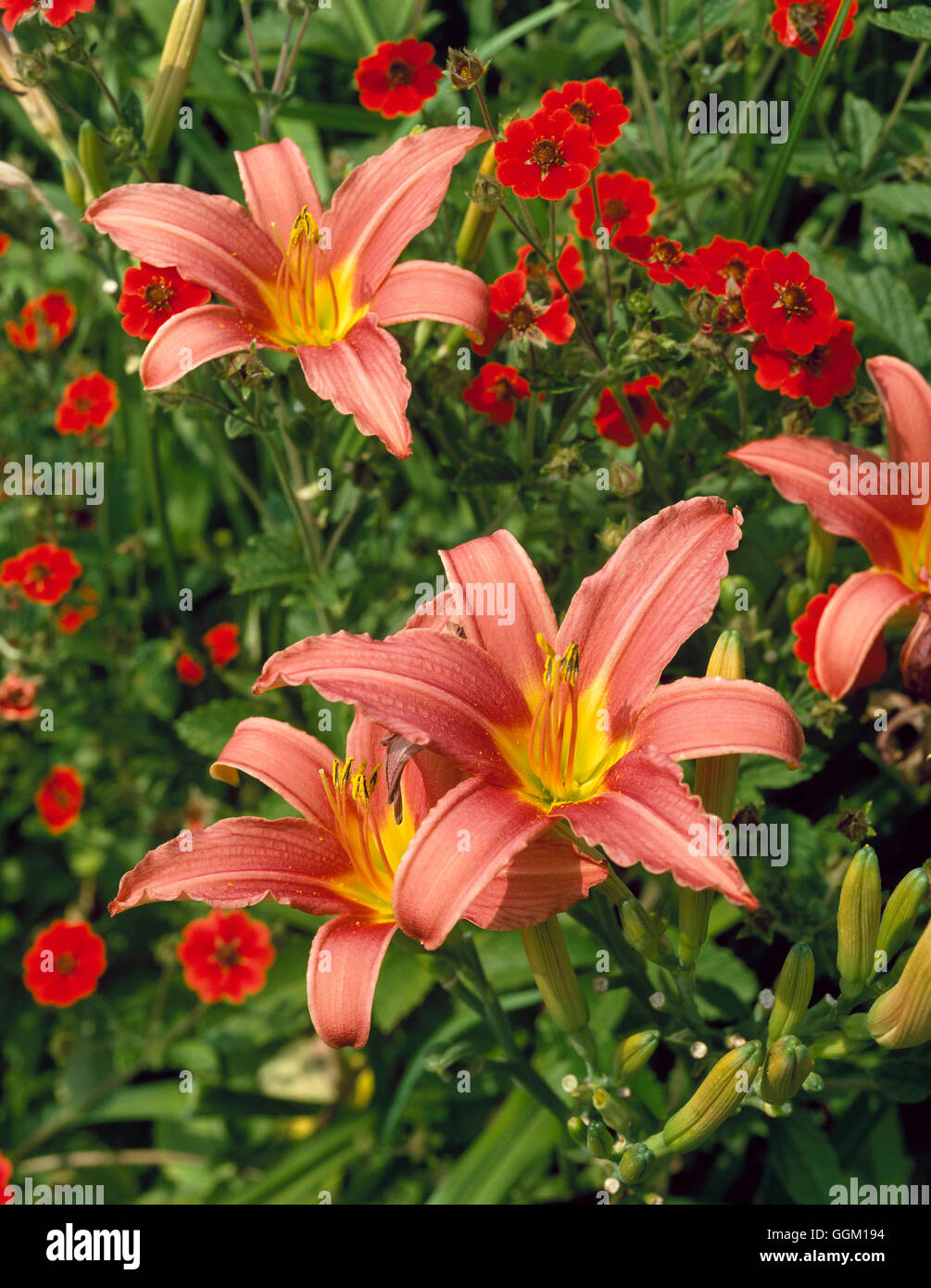 Plant Association - of Hemerocallis `Pink Damask' and Potentilla `Gibson's Scarlet'   PAS080792 Stock Photo